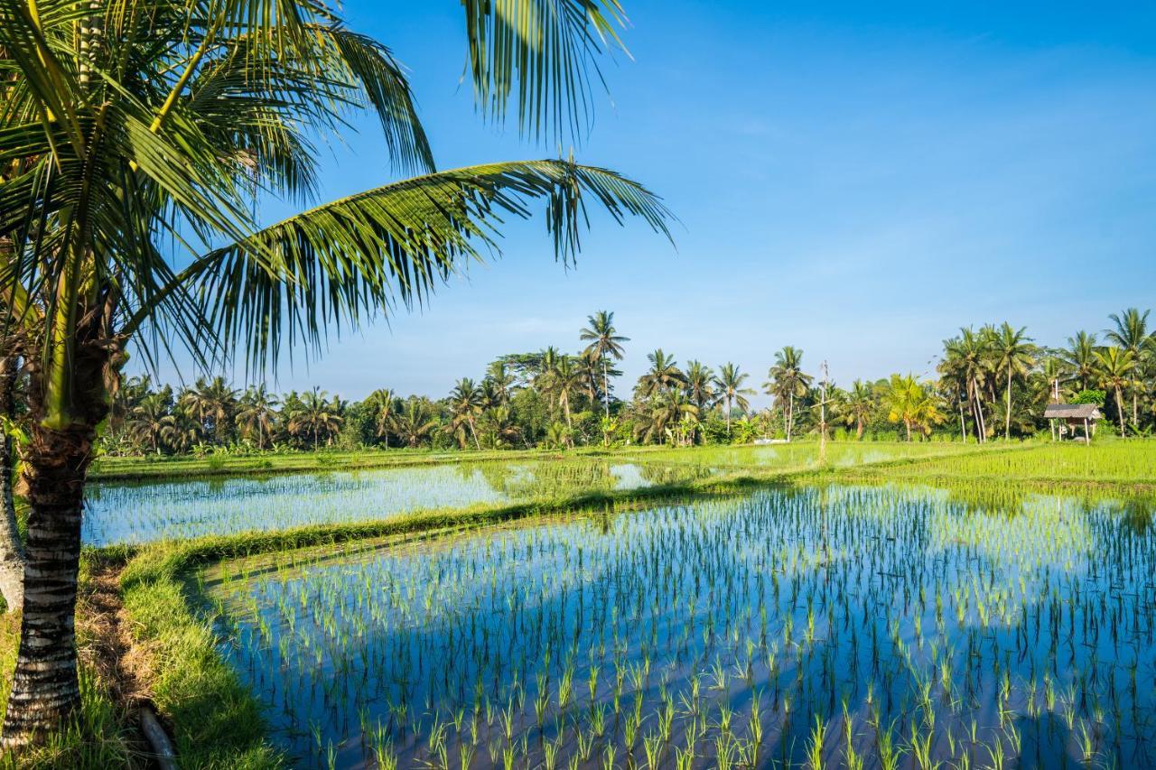 Buddha Homestay Ubud Exteriér fotografie